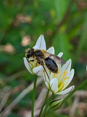 Andrena crataegi