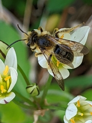 Andrena crataegi