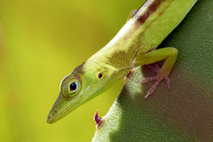 Anolis callainus