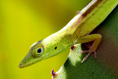 Anolis callainus