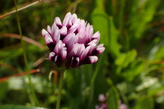 Trifolium variegatum major