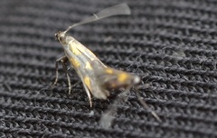 Euspilapteryx auroguttella