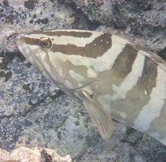 Epinephelus striatus