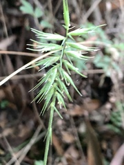 Australopyrum pectinatum