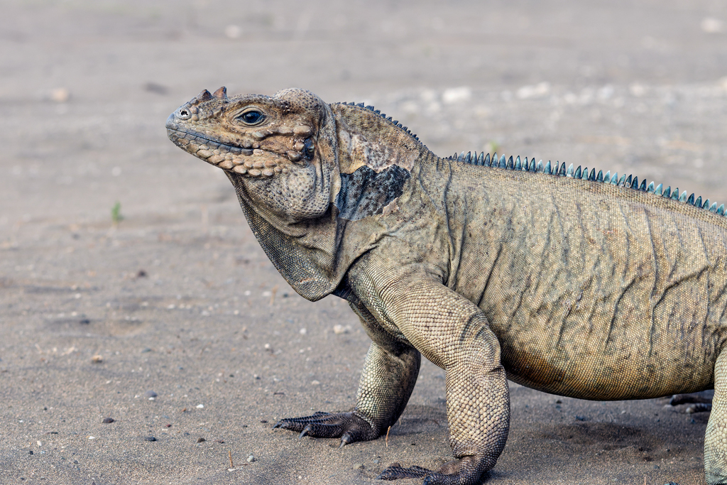 Hispaniolan Rhinoceros Iguana