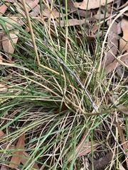 Australopyrum pectinatum