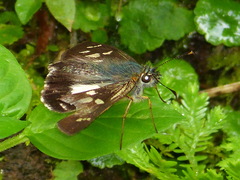 Dalla caicus