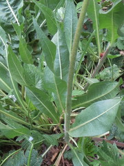 Wyethia angustifolia