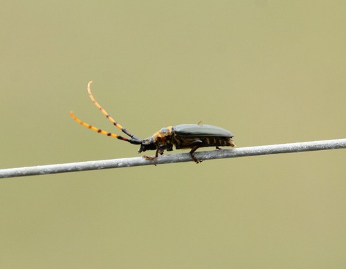 Retrachydes thoracicus photo 3