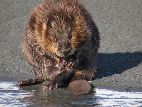 American Beaver photographed in Alaska