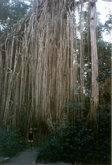 Ficus virens virens