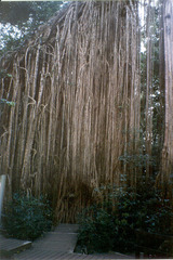 Ficus virens virens