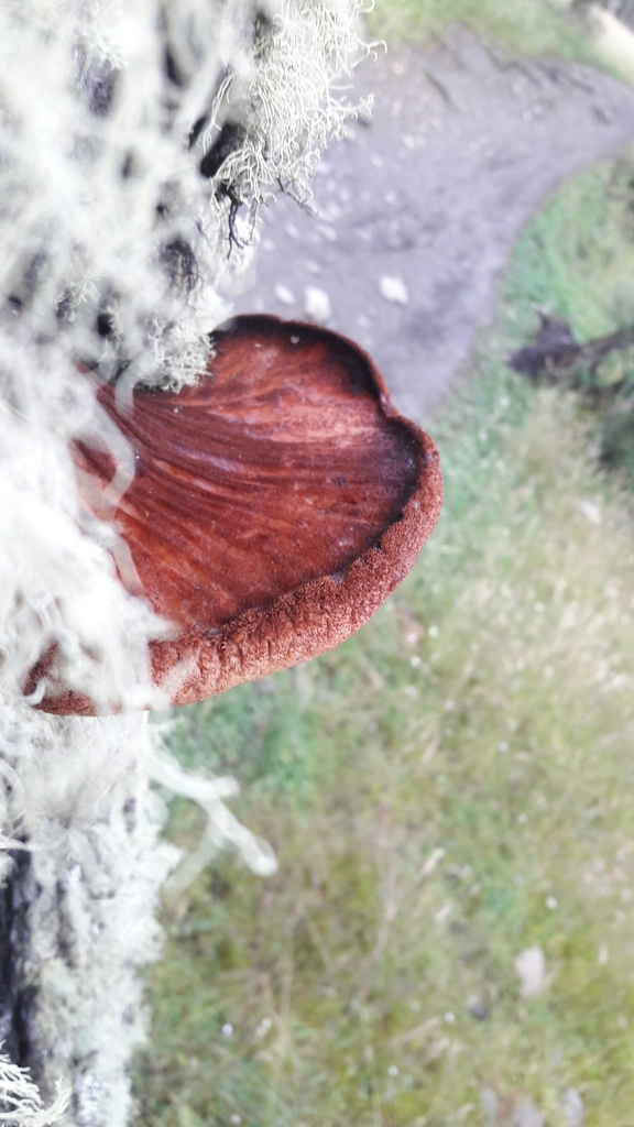 Fistulina antarctica · April 2022 · photo: © fede_munoz (iNaturalist, cc0)