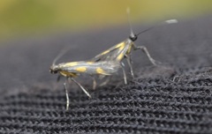 Euspilapteryx auroguttella