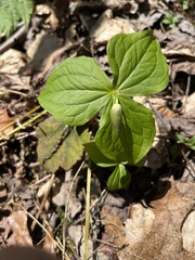 Trillium flexipes