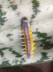 Mechanitis polymnia casabranca