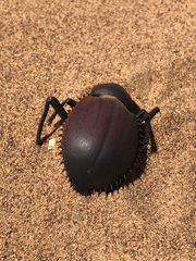 Prionotheca coronata