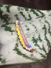 Mechanitis polymnia casabranca