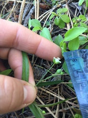 Moehringia
