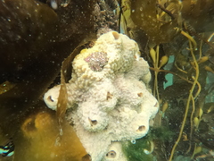 Mycale magellanica