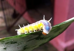 Mechanitis polymnia casabranca