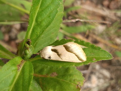 Heliothis molochitina