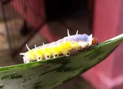 Mechanitis polymnia casabranca