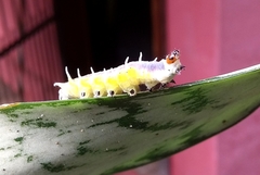 Mechanitis polymnia casabranca