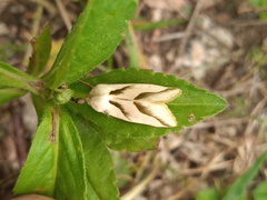 Heliothis molochitina