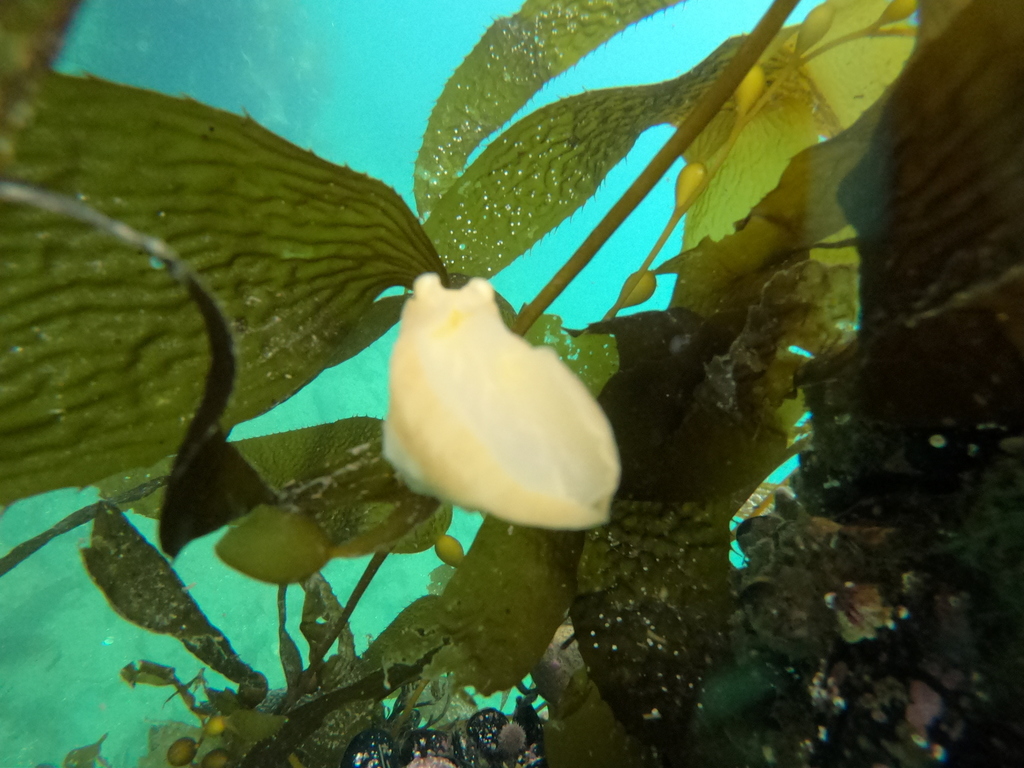 Berthella platei