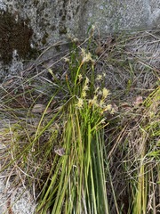 Carex geyeri