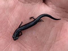 Batrachoseps gabrieli