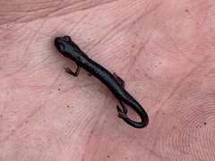 Batrachoseps gabrieli