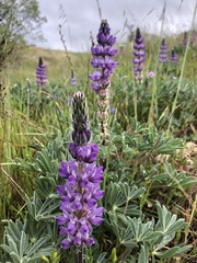 Lupinus microcarpus microcarpus