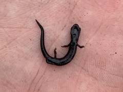 Batrachoseps gabrieli