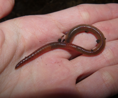 Lumbricus rubellus