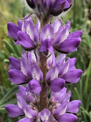 Lupinus microcarpus microcarpus