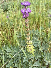Lupinus microcarpus microcarpus