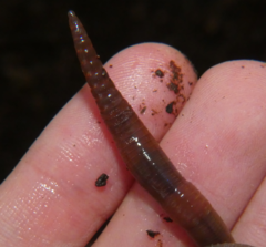 Lumbricus rubellus