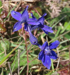 Delphinium decorum