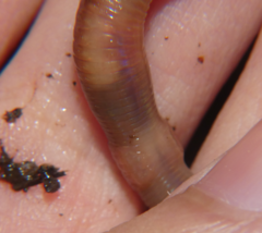 Lumbricus rubellus