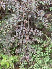 Pellaea andromedifolia