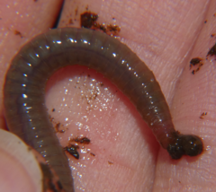 Lumbricus rubellus