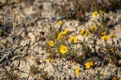 Leptosyne calliopsidea