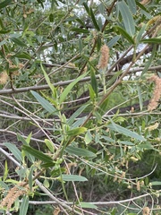 Salix laevigata