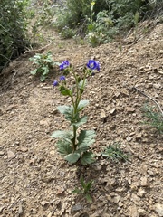 Phacelia viscida