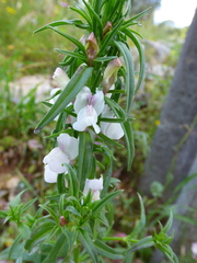 Misopates
