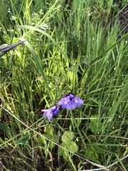 Dipterostemon capitatus capitatus