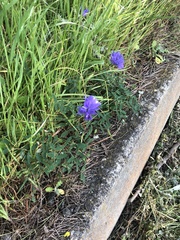 Dipterostemon capitatus capitatus