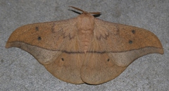 Cricula trifenestrata